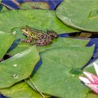 Frosch