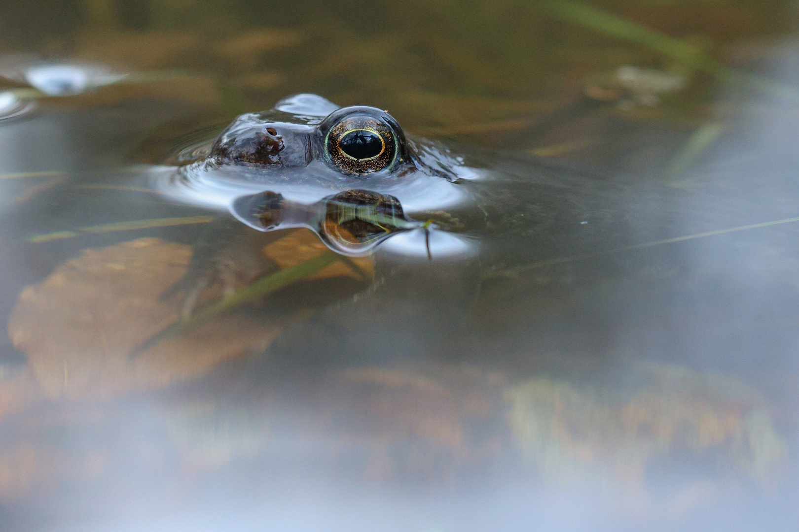 Frosch