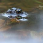 Frosch