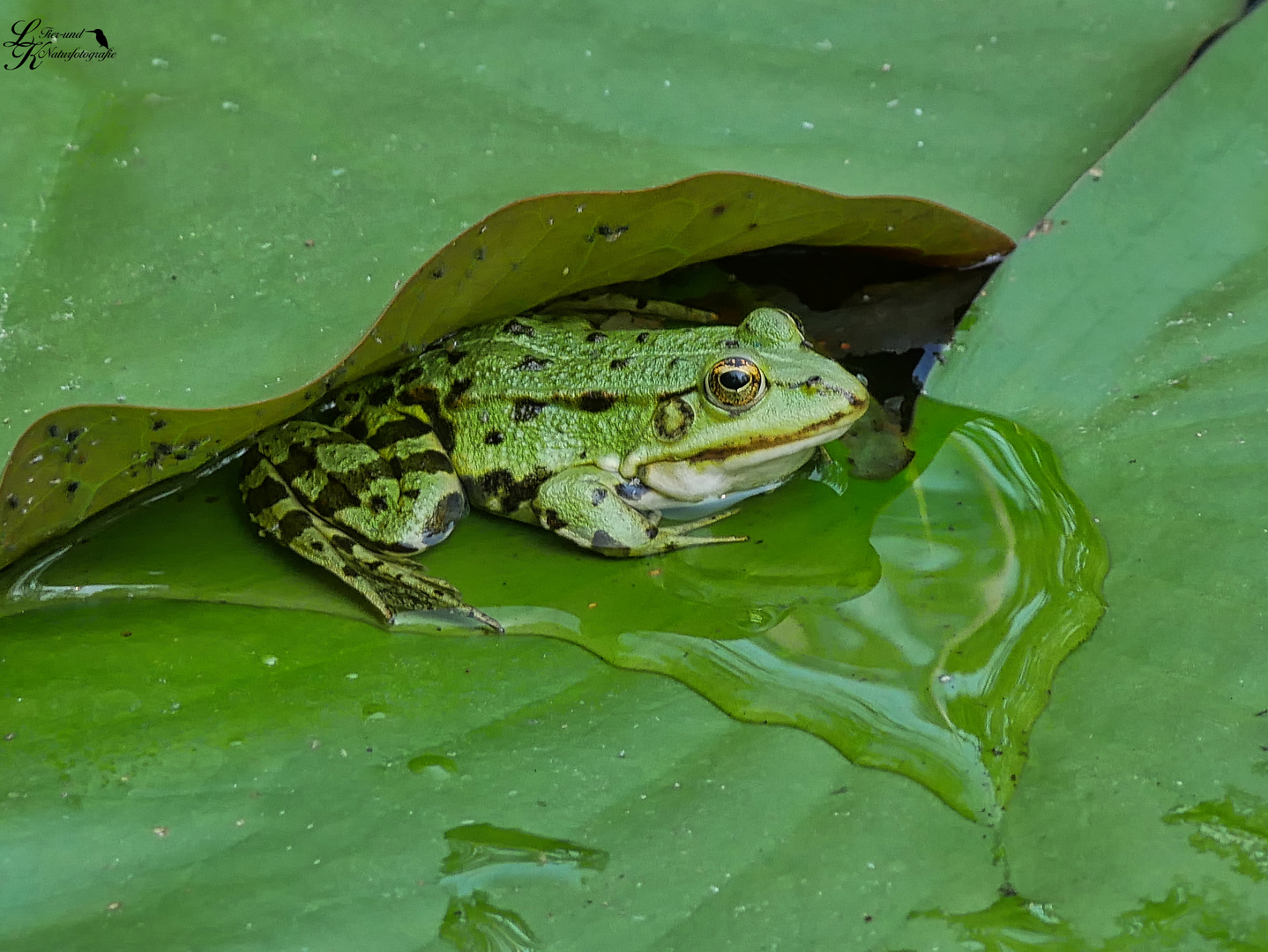 Frosch 