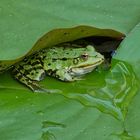 Frosch 