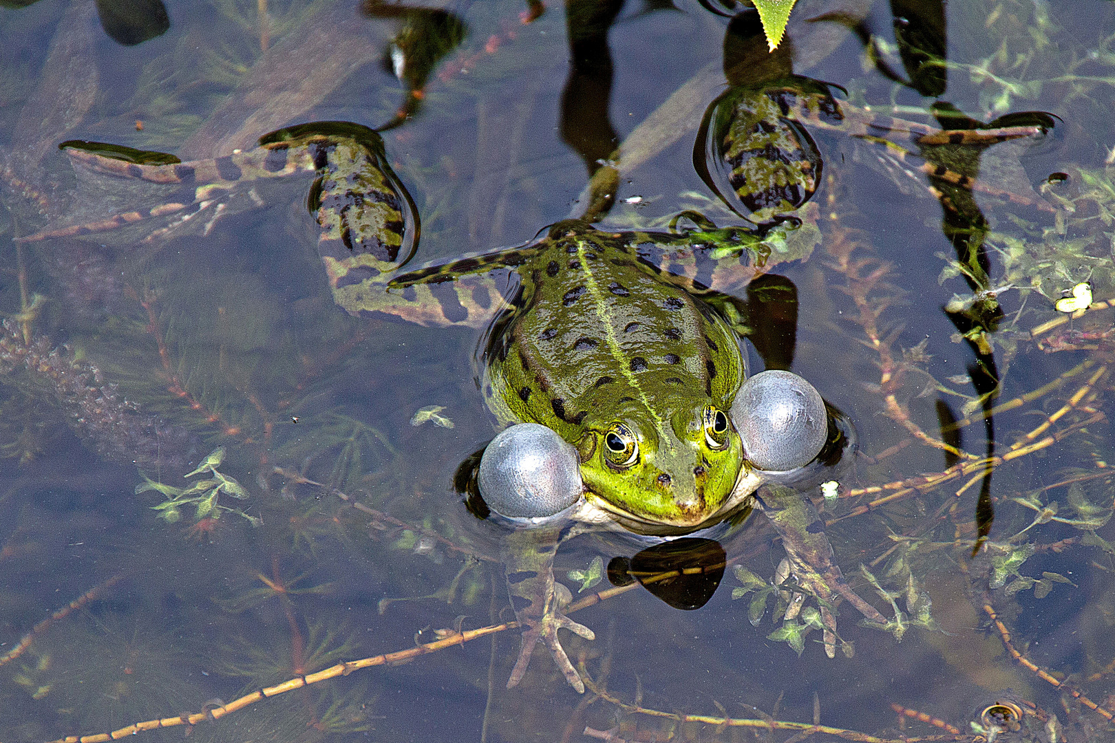 Frosch