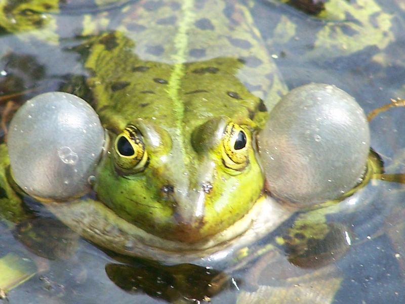 Frosch