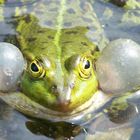 Frosch