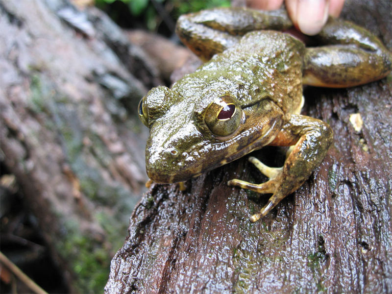 Frosch