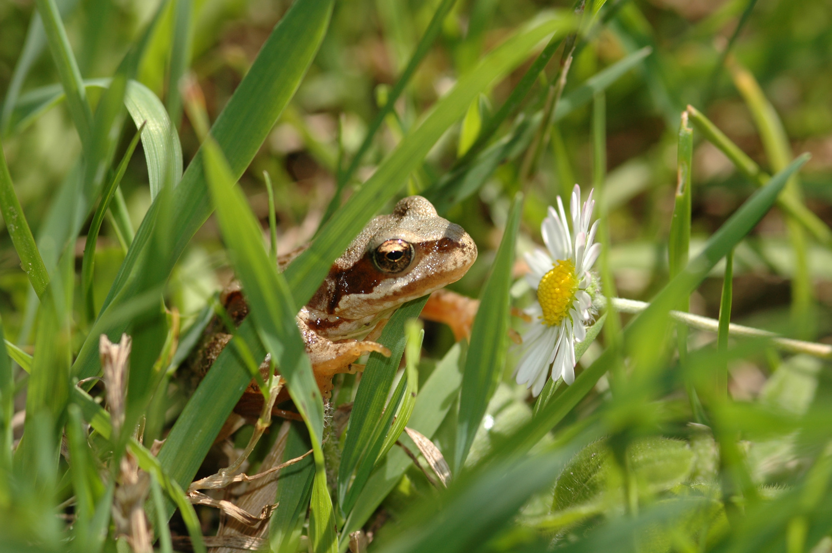 Frosch