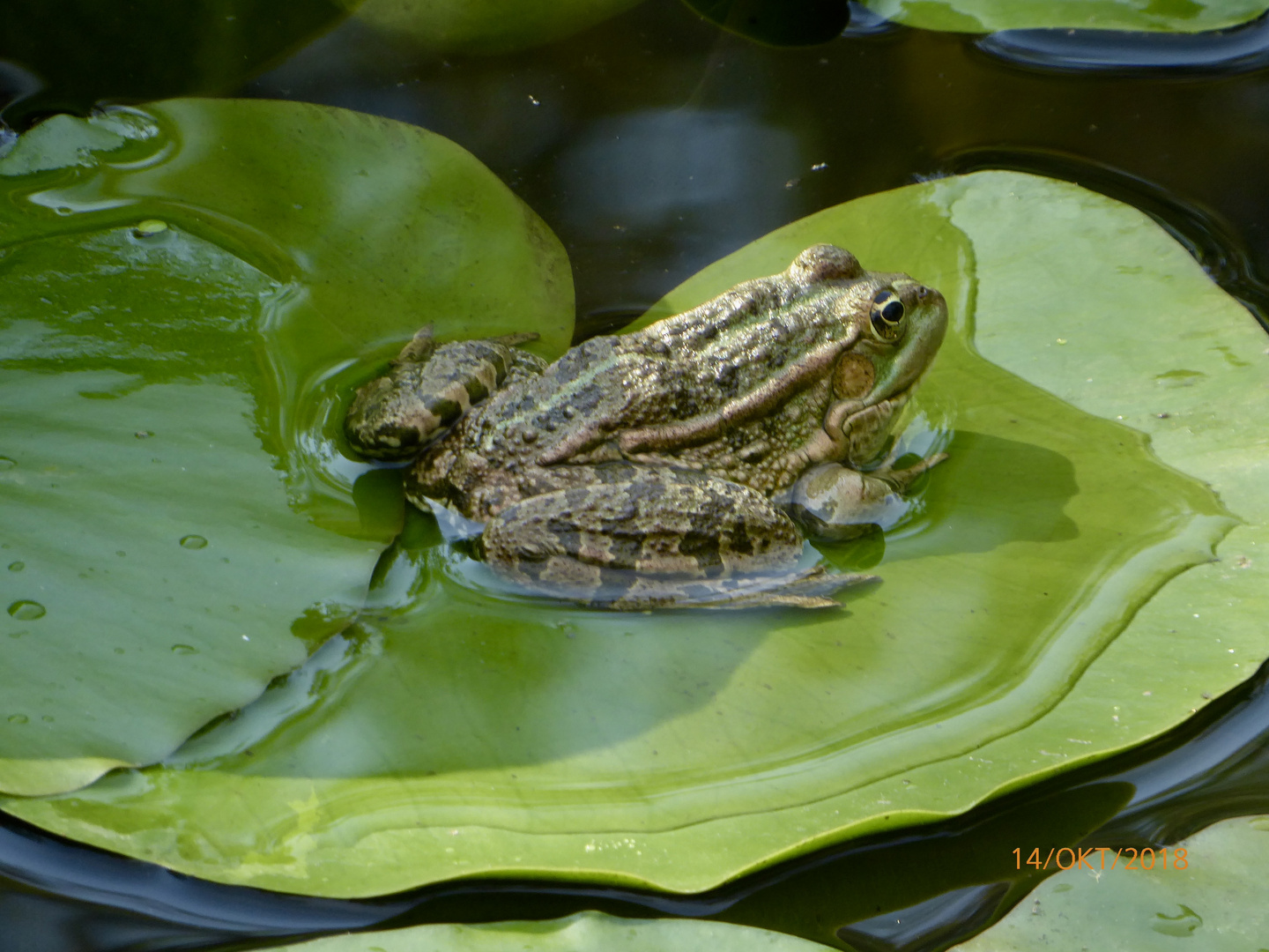 Frosch