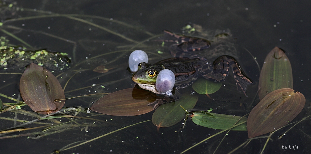 Frosch