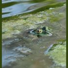 Frosch