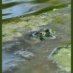 Frosch