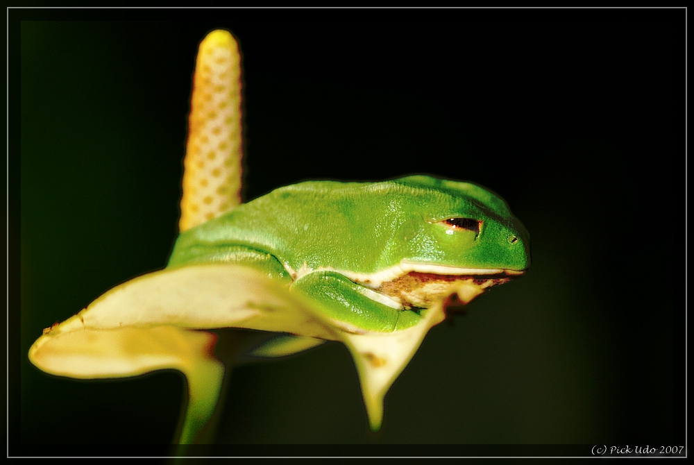 Frosch