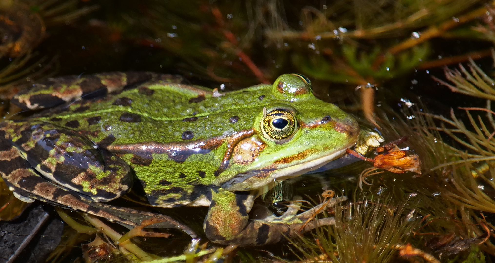Frosch Foto & Bild | tiere, lebende, motive Bilder auf fotocommunity