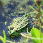 FROSCH