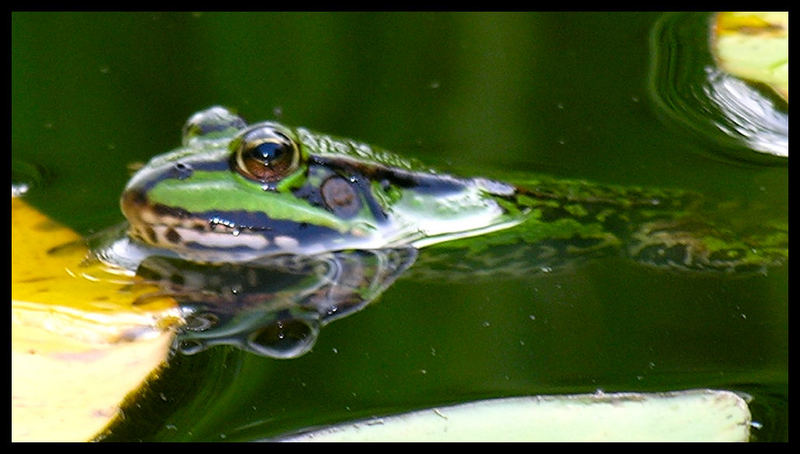 Frosch