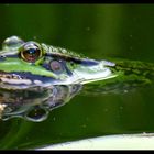 Frosch