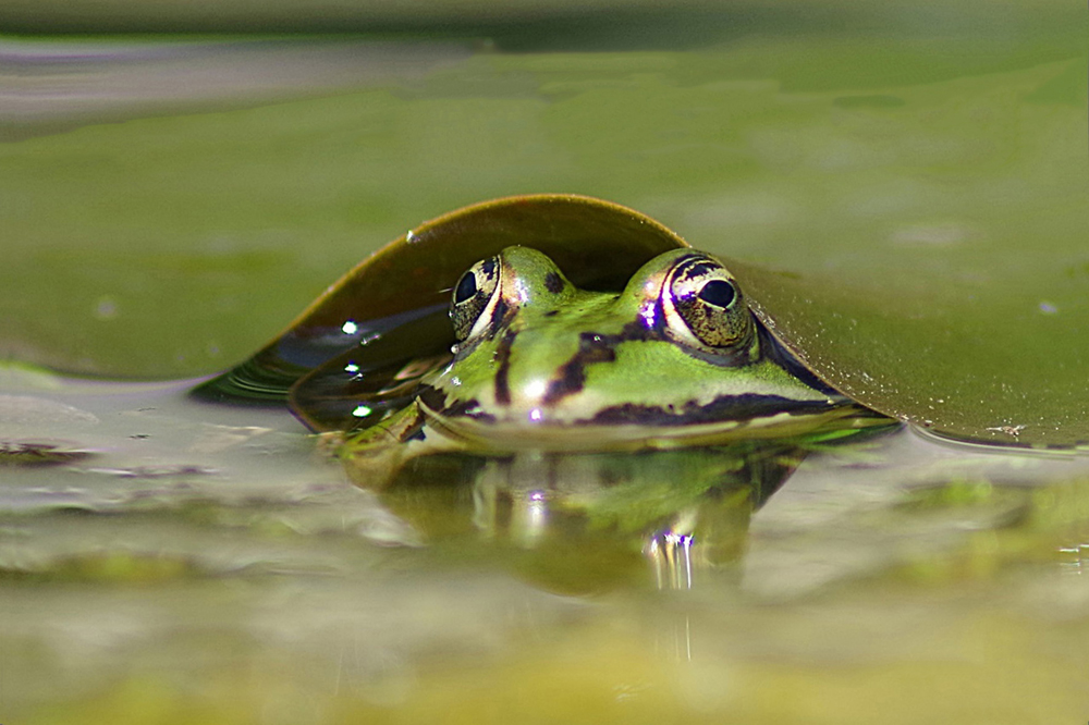 Frosch