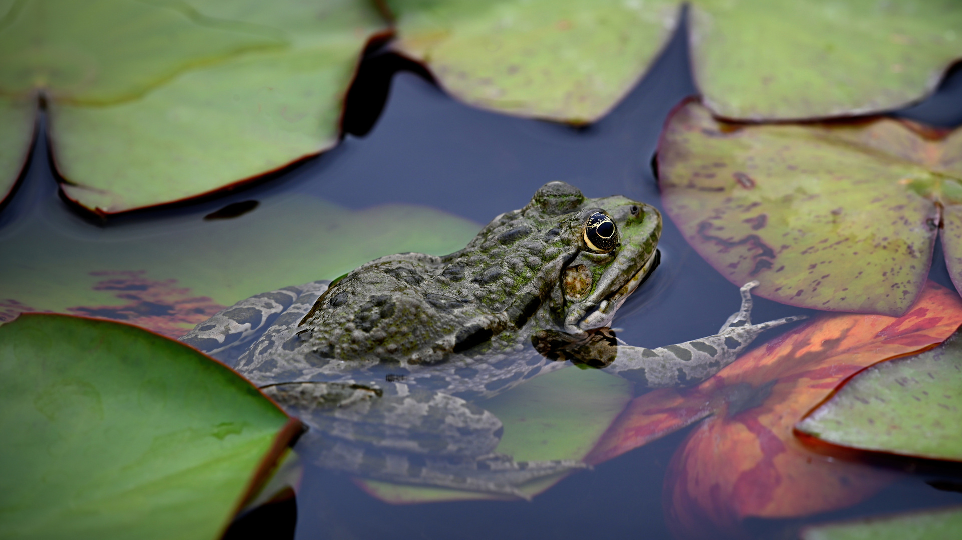 Frosch