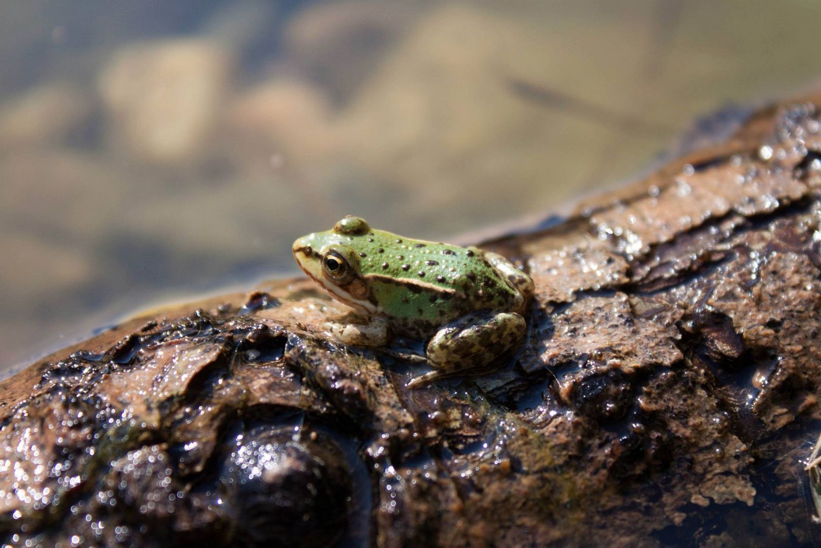 Frosch