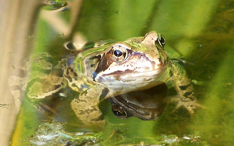 ~ Frosch ~