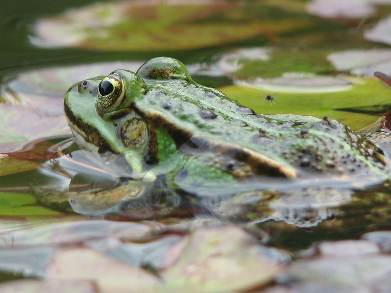 Frosch