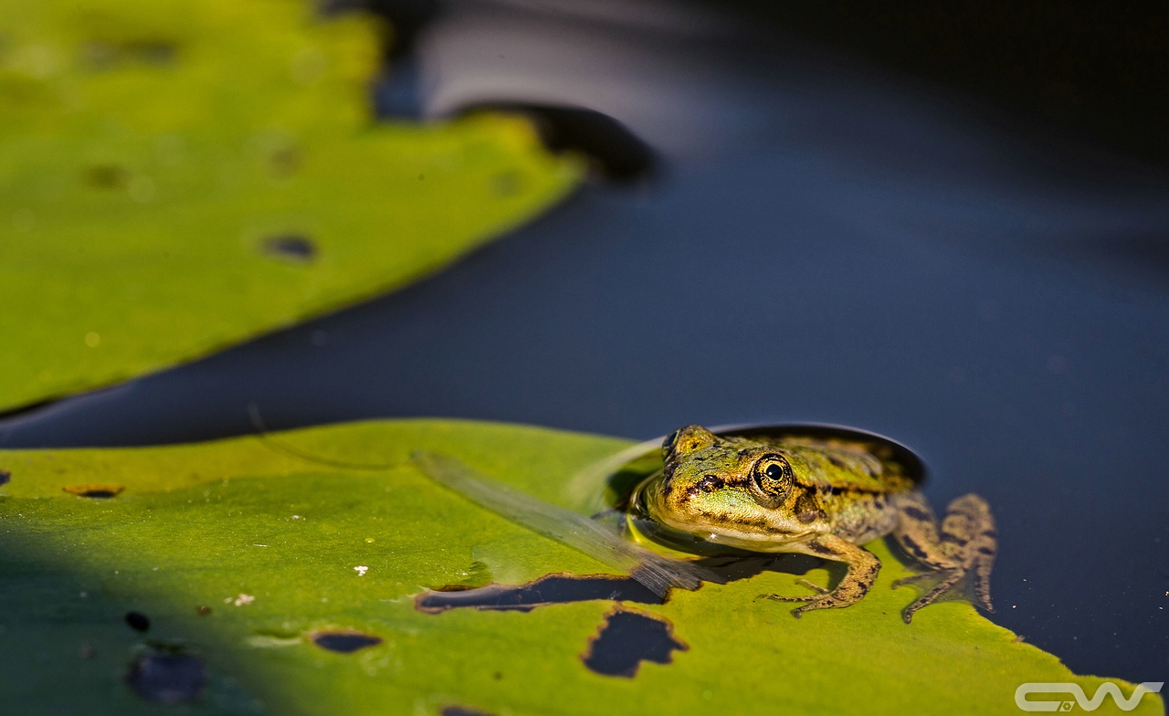 Frosch