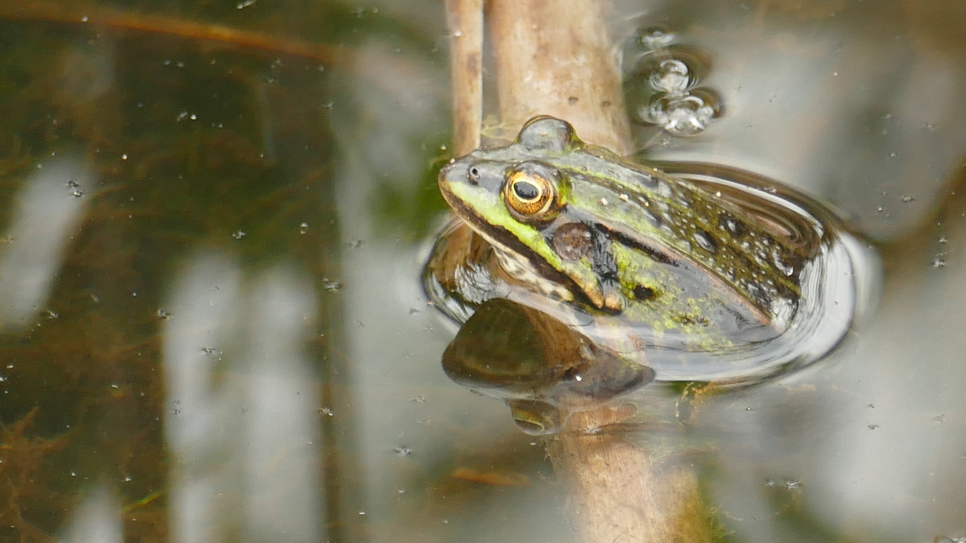 Frosch