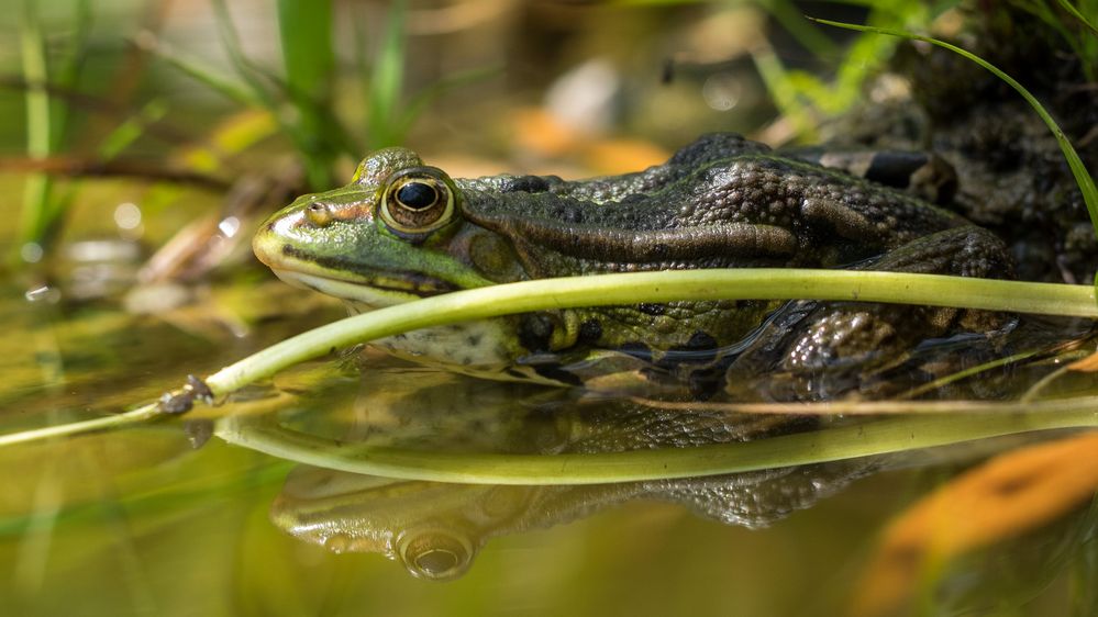 Frosch