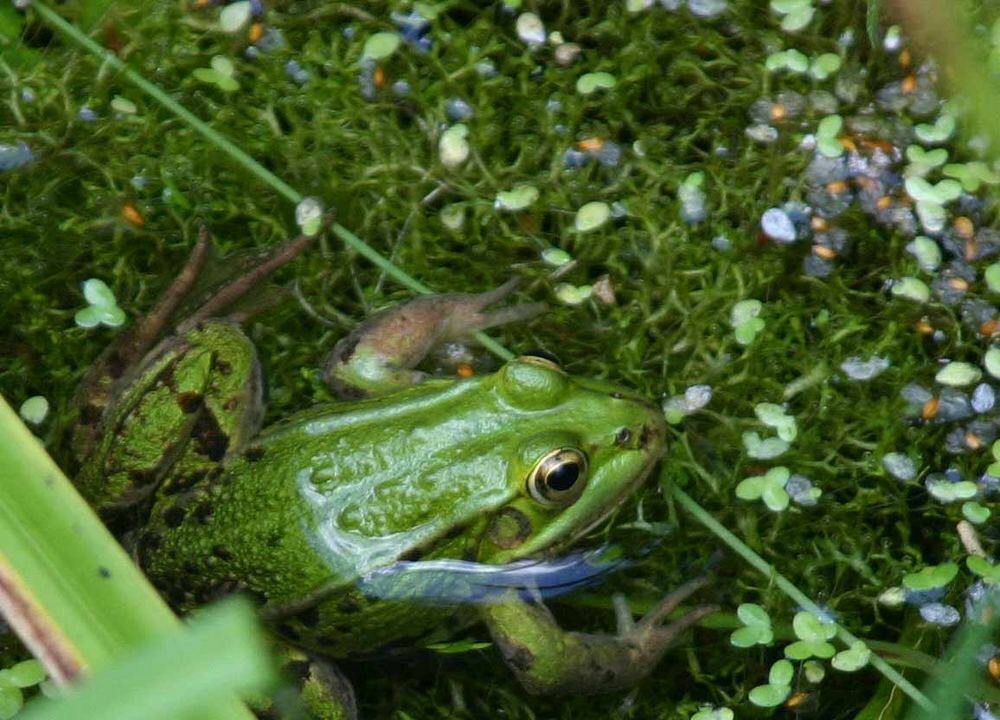 Frosch...