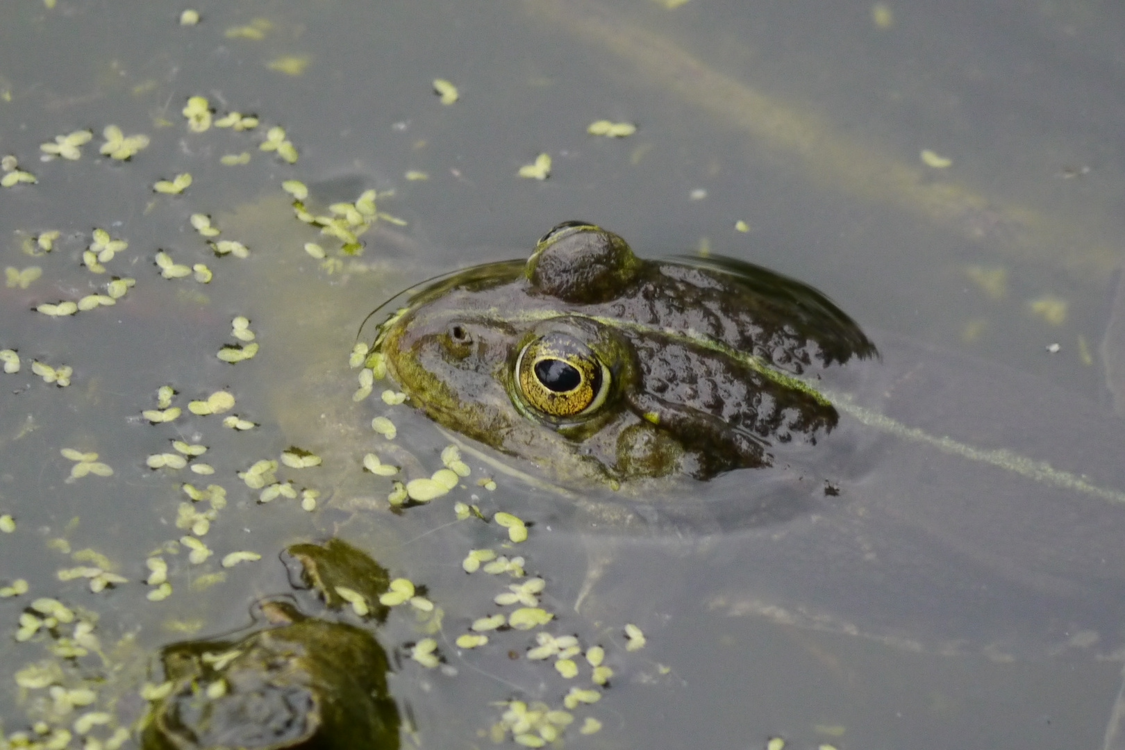 Frosch