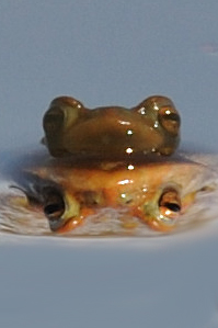 Frosch