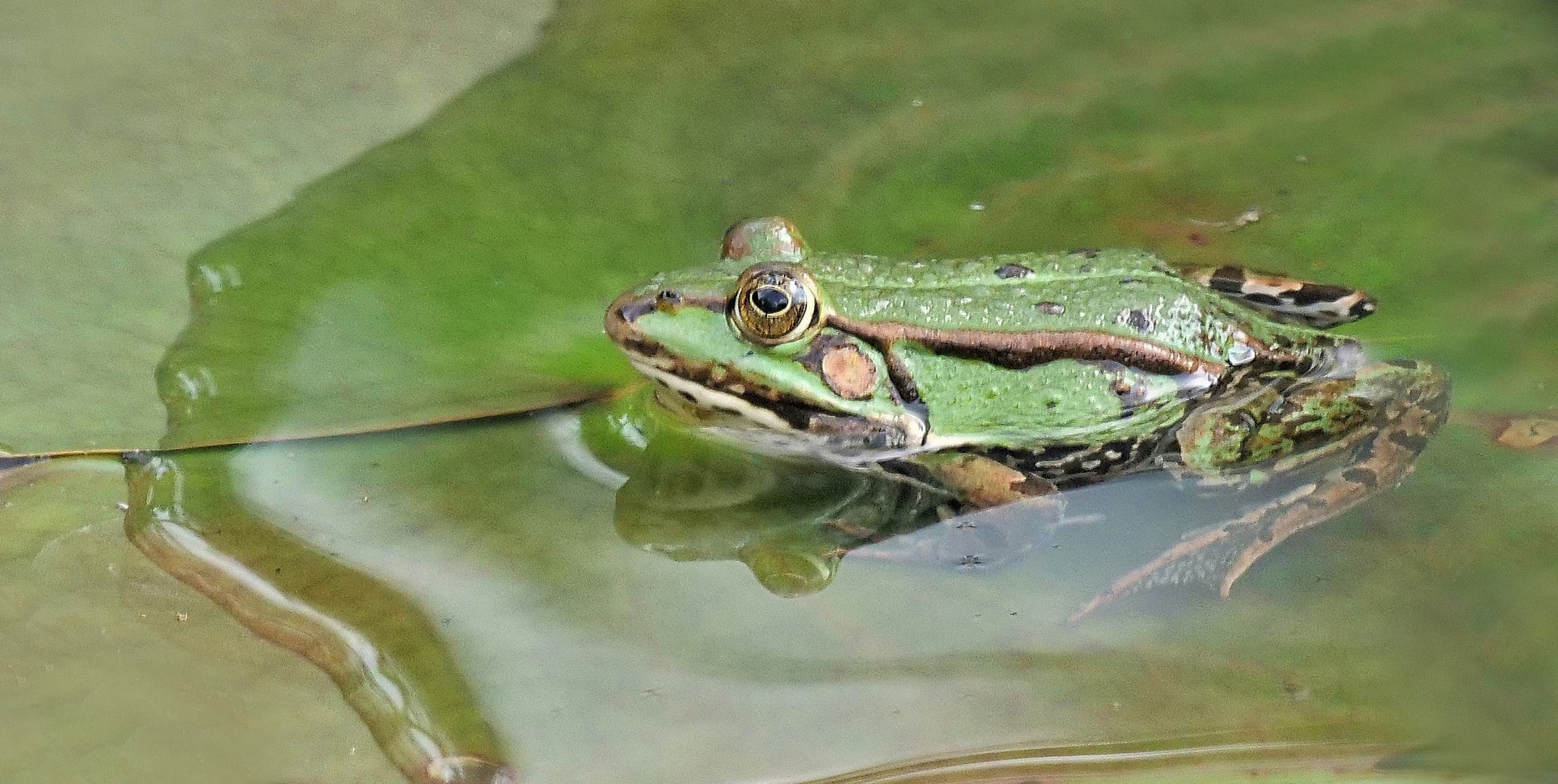 Frosch,