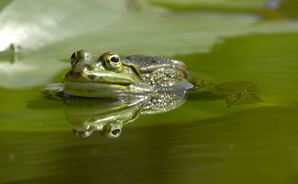 Frosch