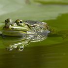 Frosch