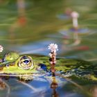 Frosch