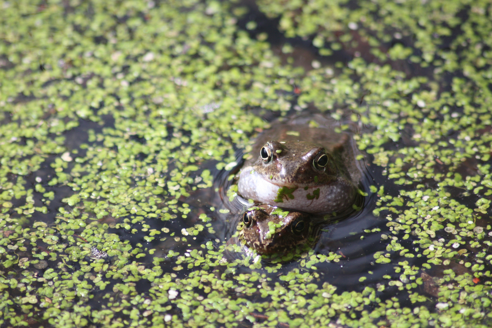 Frosch