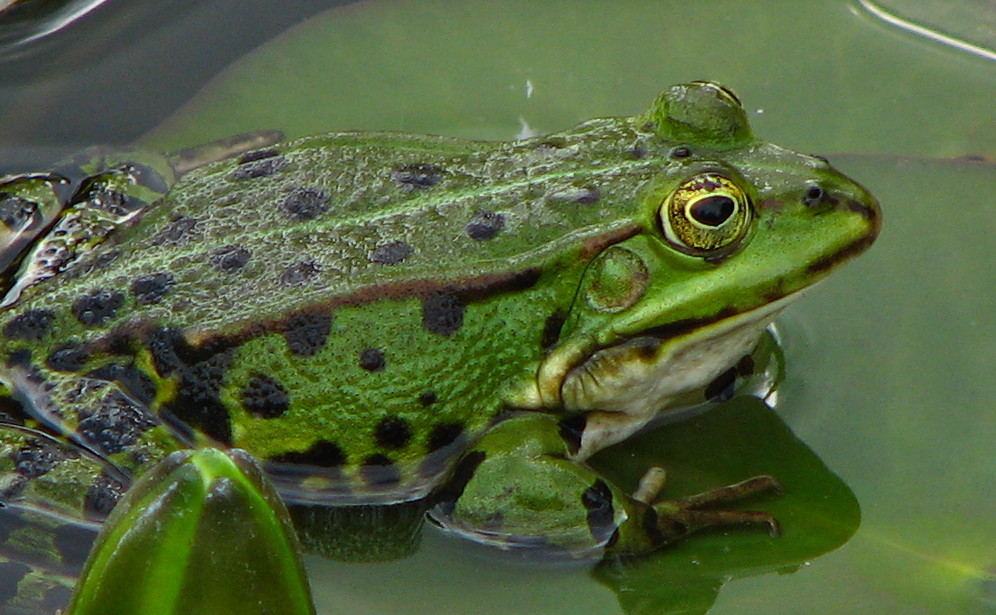 Frosch