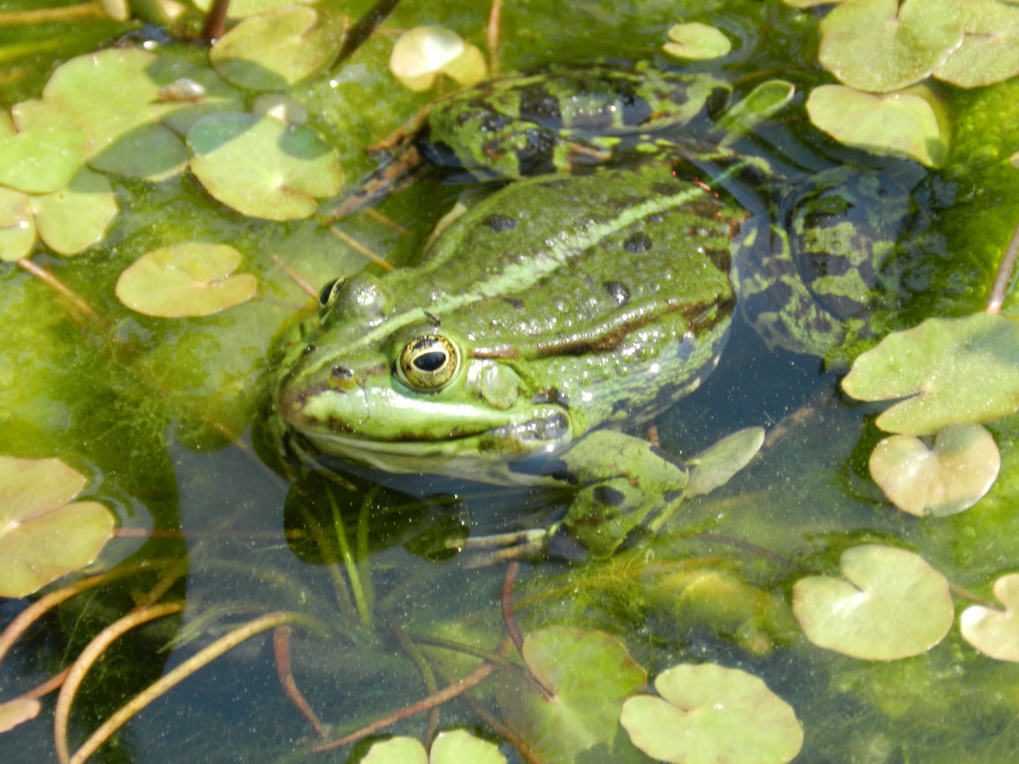 Frosch