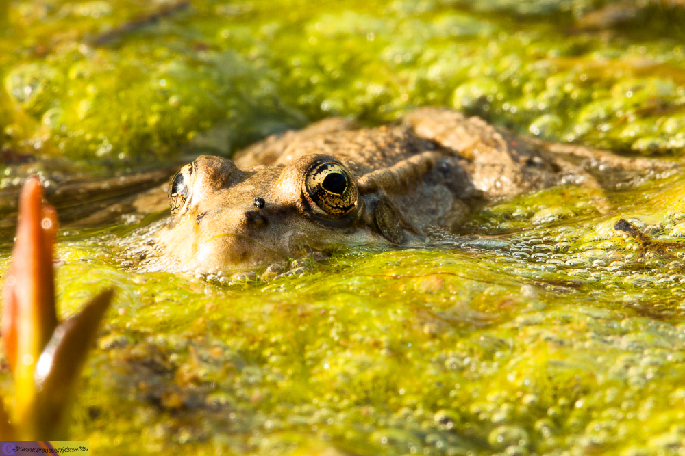 Frosch