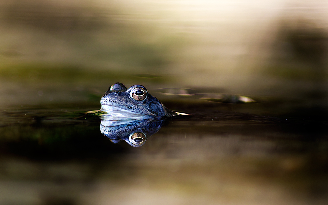 frosch