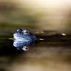 frosch