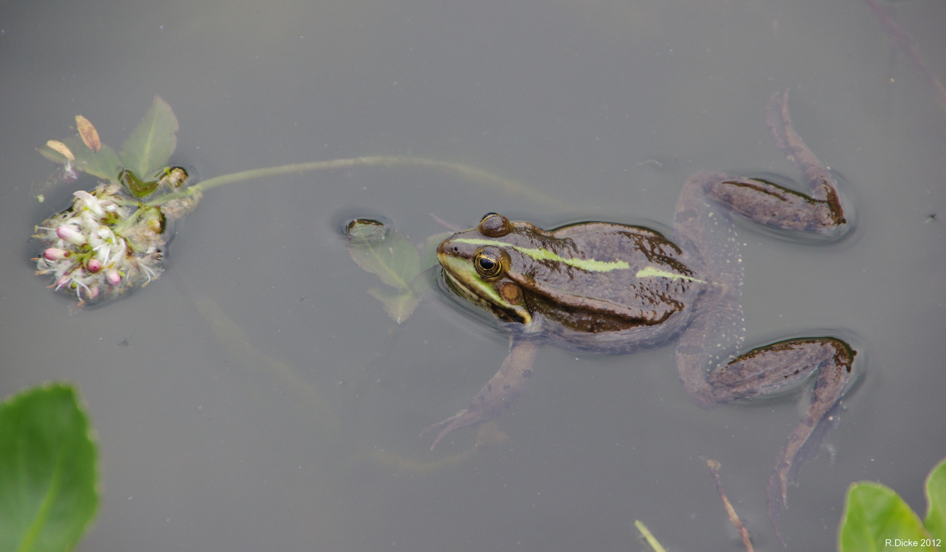 Frosch