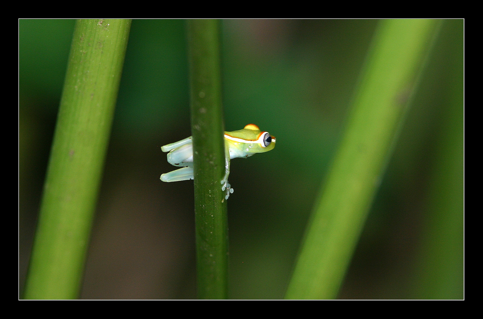 Frosch