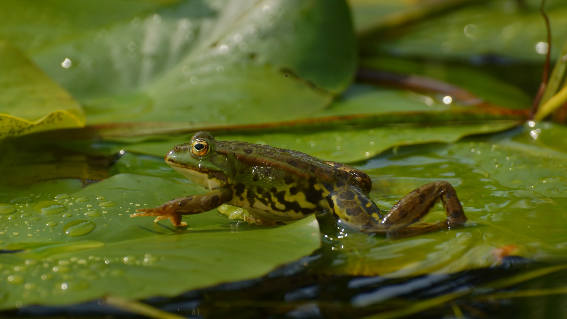 Frosch