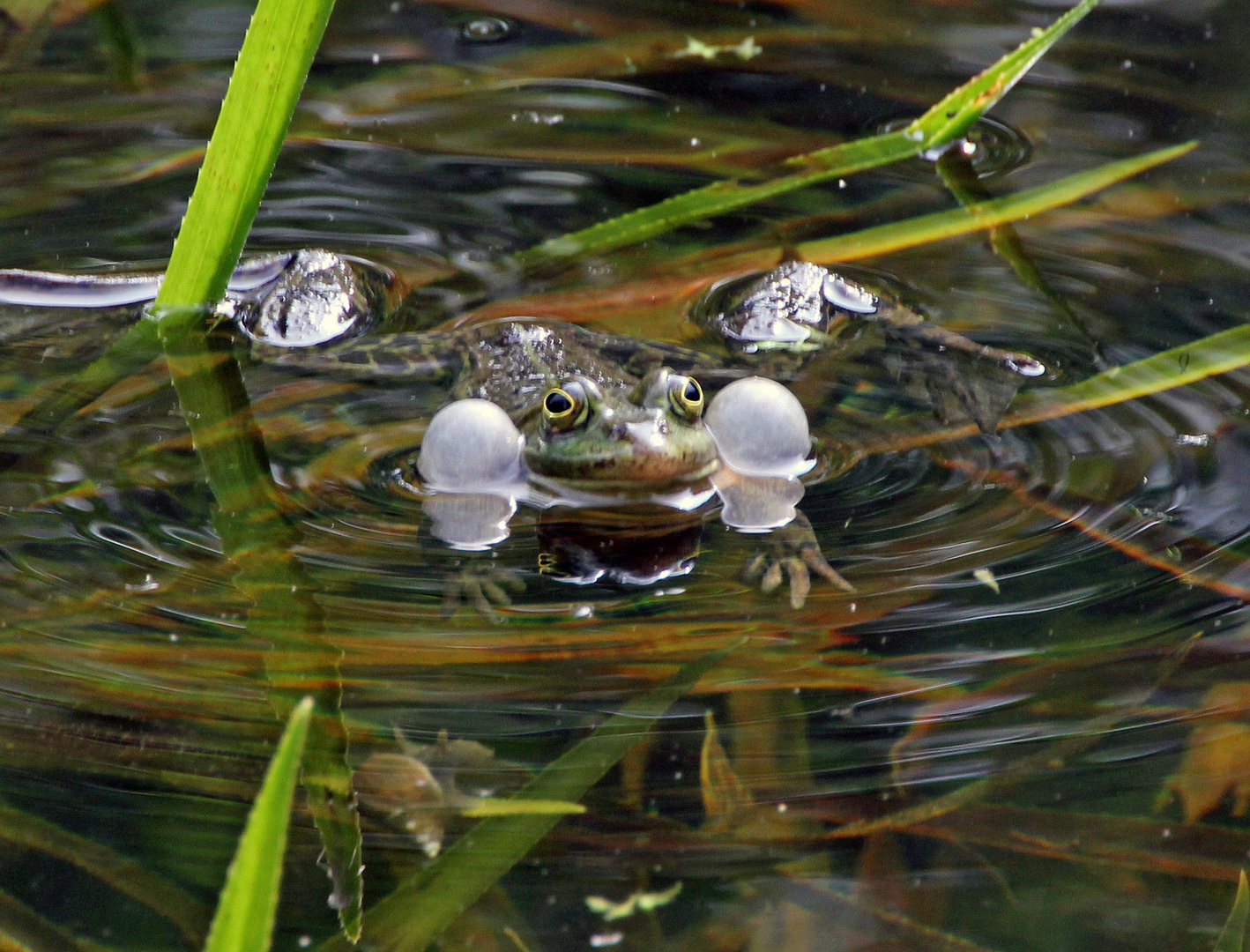 Frosch