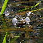 Frosch