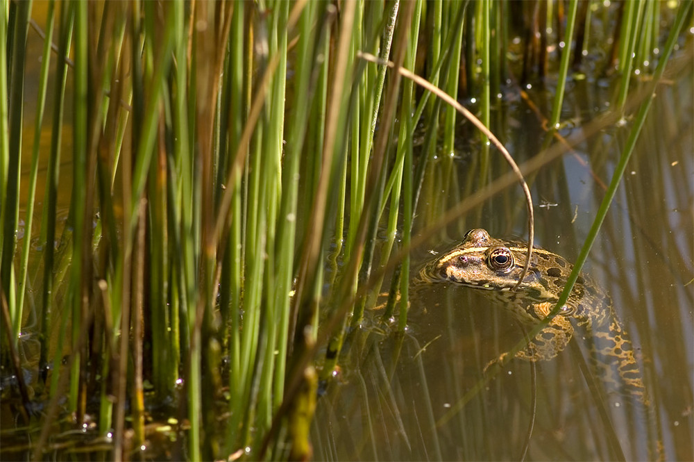 Frosch