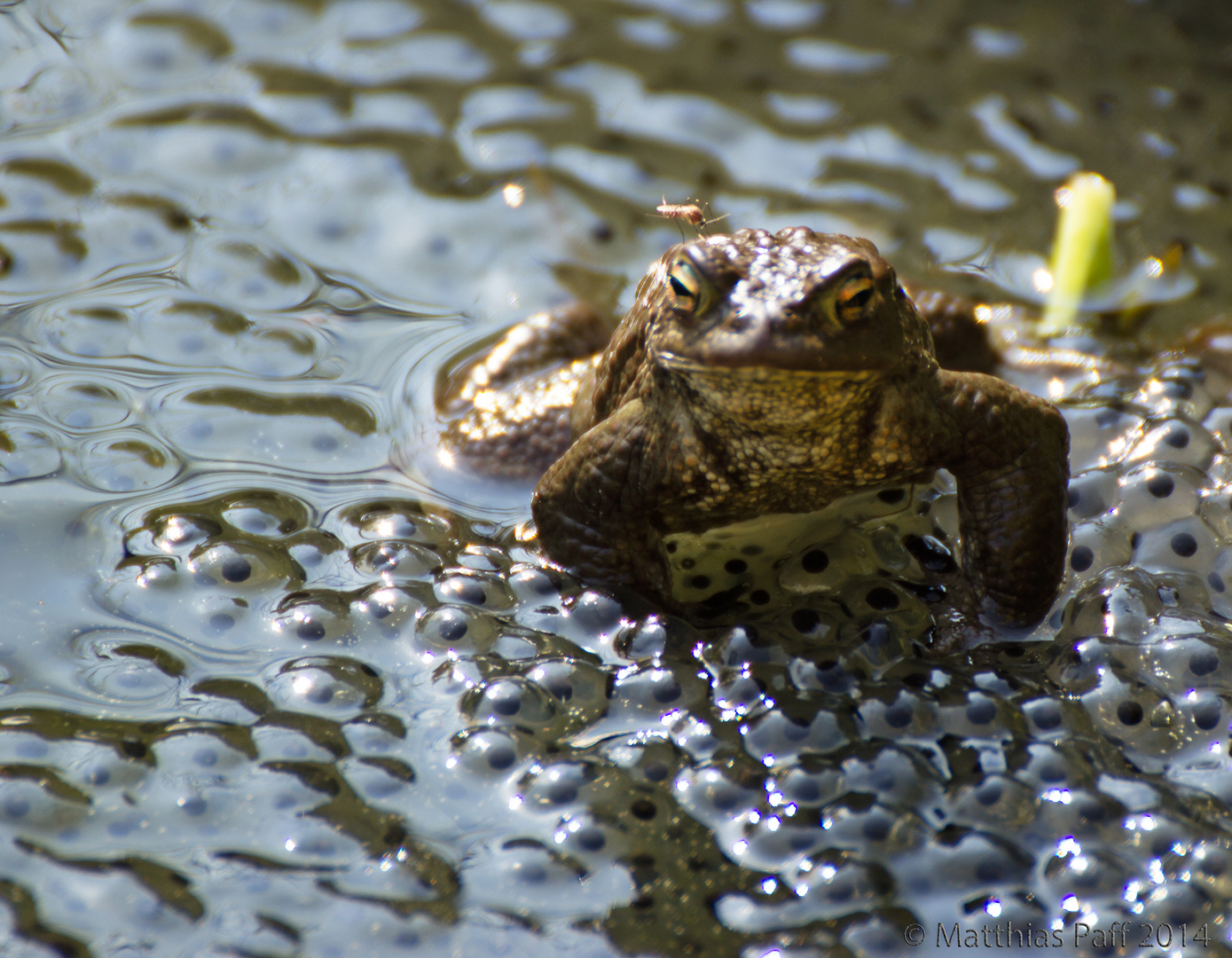 Frosch