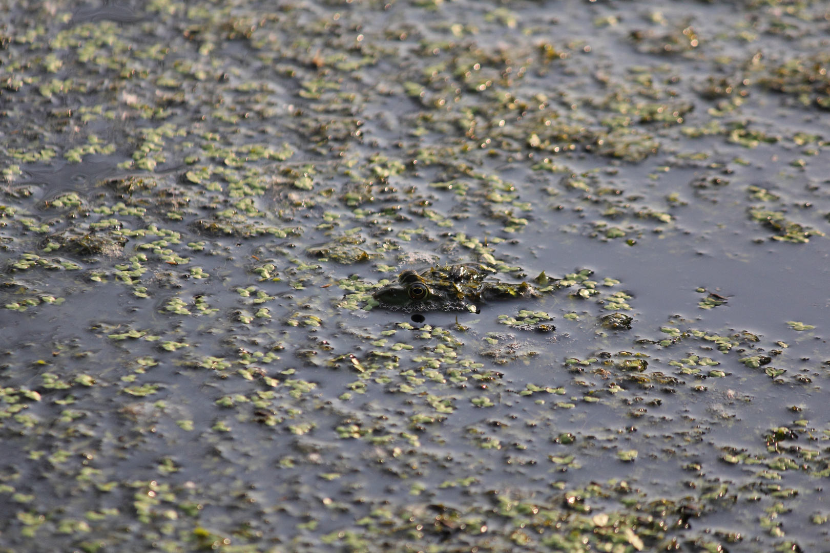 Frosch