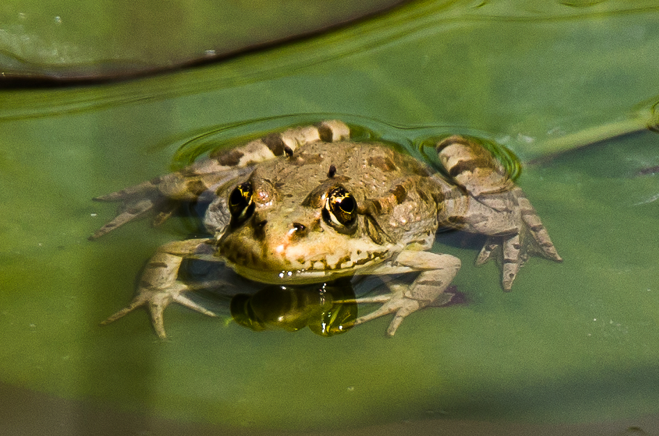 Frosch