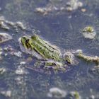 ...frosch